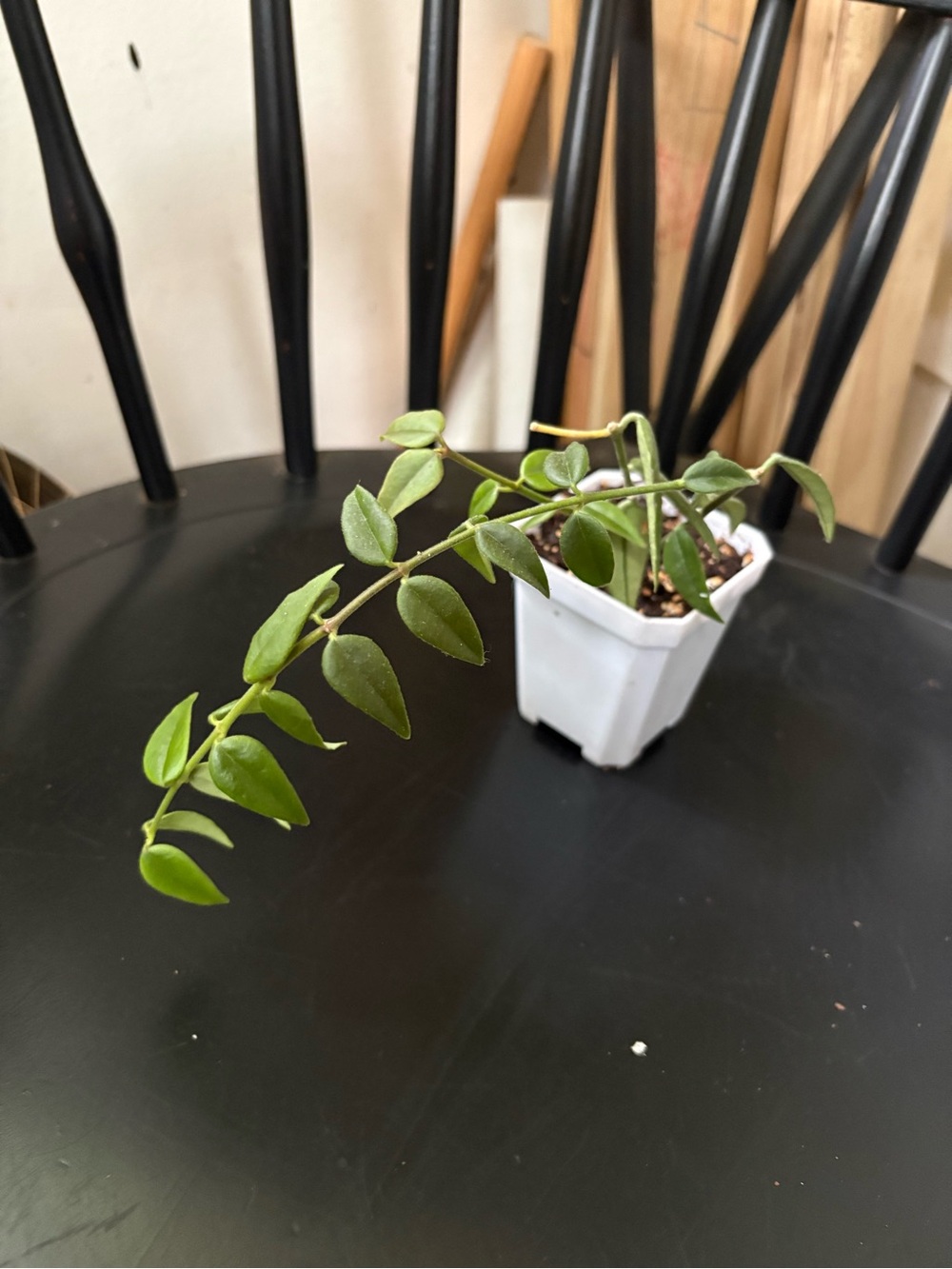 Hoya Bella